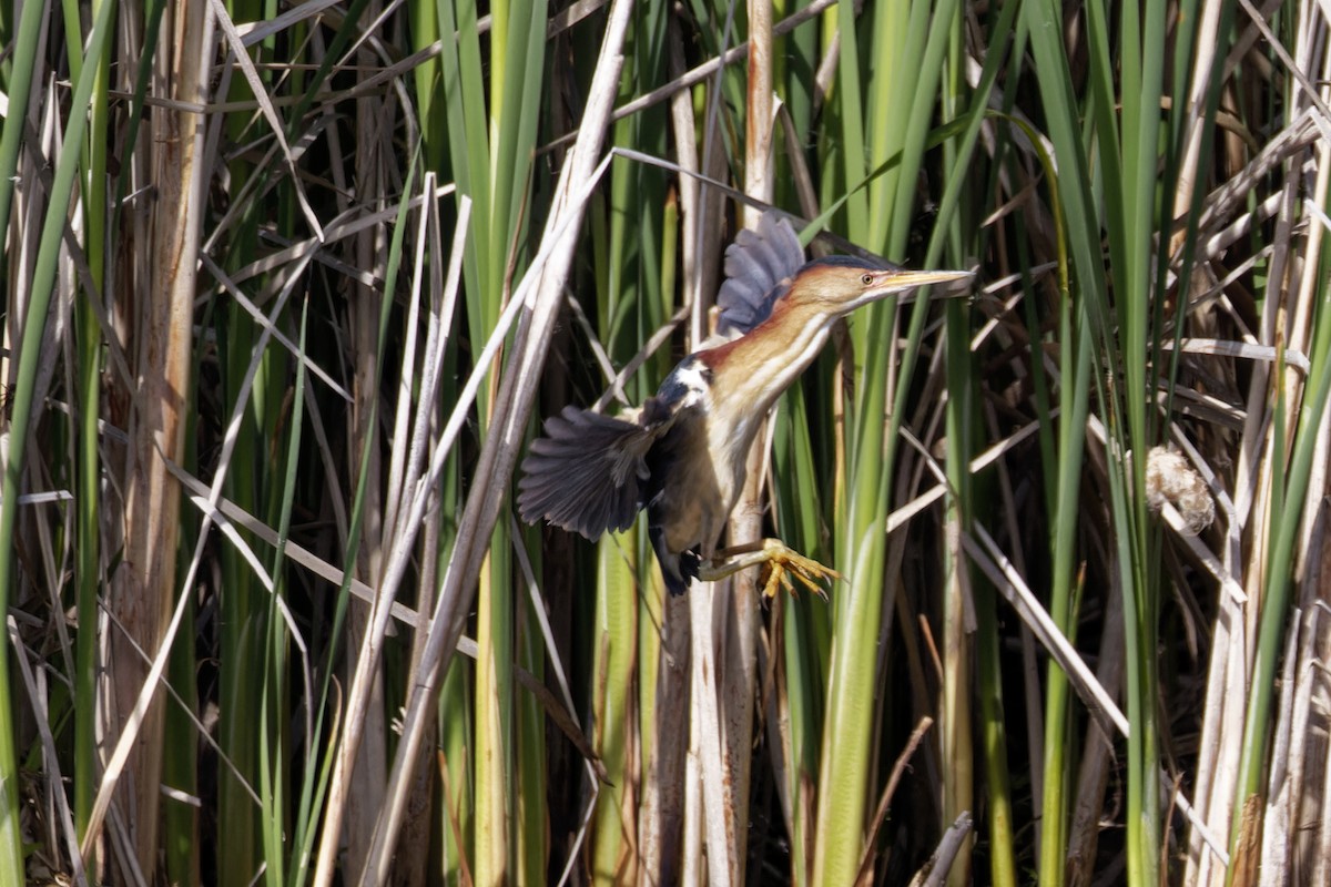 Least Bittern - Mario St-Gelais