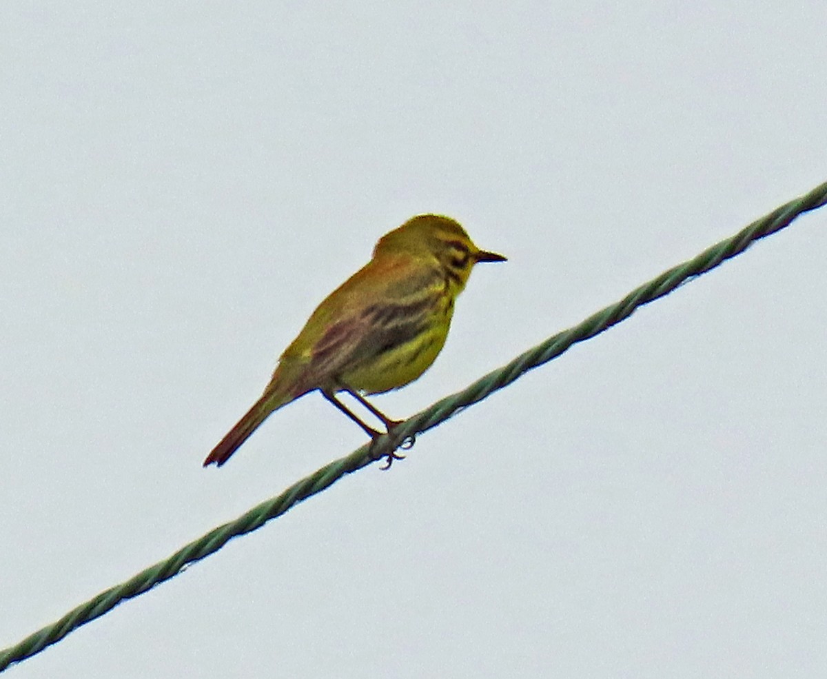 Prairie Warbler - JoAnn Potter Riggle 🦤