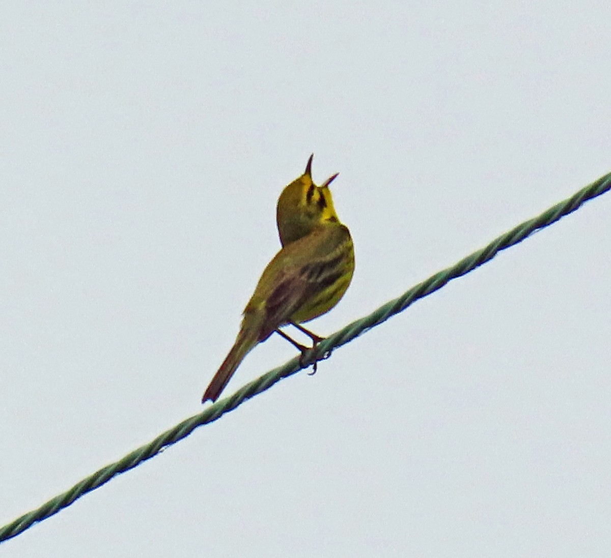 Prairie Warbler - JoAnn Potter Riggle 🦤