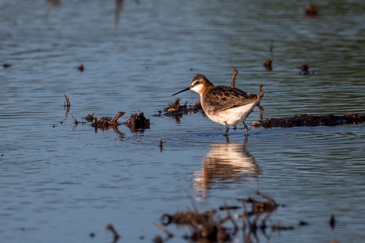 Wilson's Phalarope - Anonymous