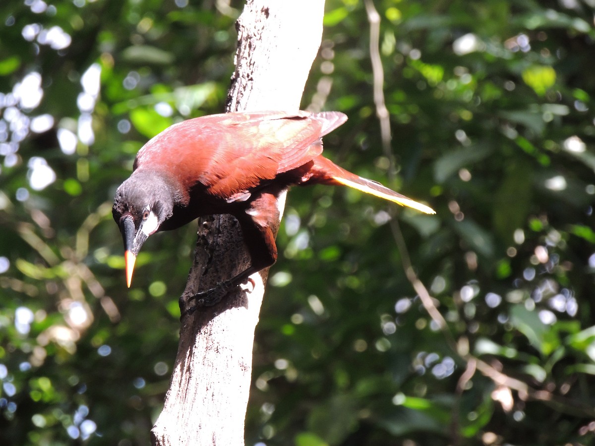 Montezuma Oropendola - Roger Lambert