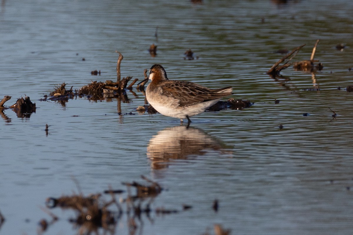 Wilson's Phalarope - Anonymous