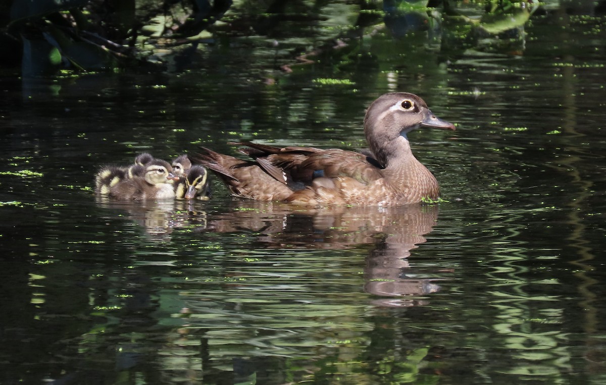 Wood Duck - ML619579211