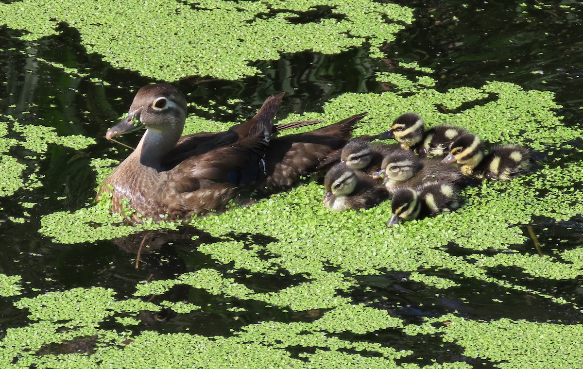 Wood Duck - ML619579213