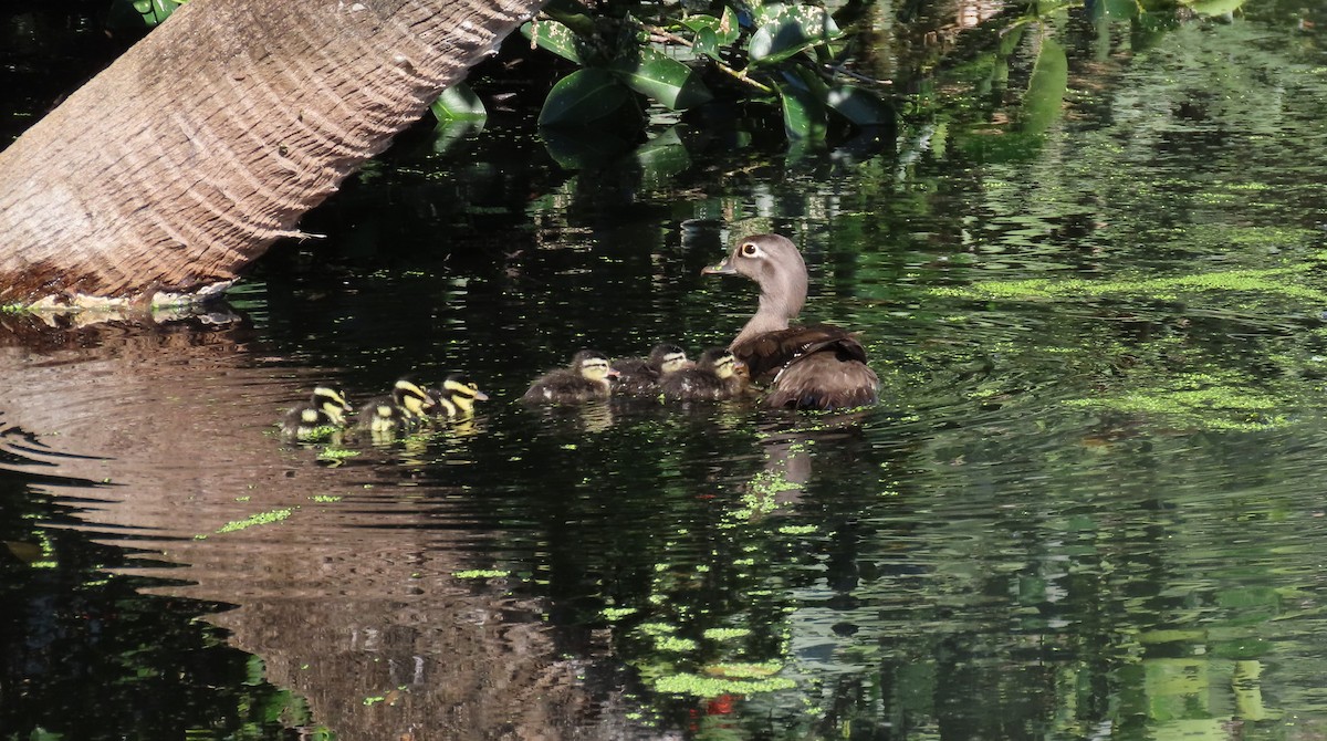 Wood Duck - Susan Young