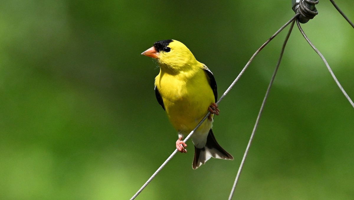 American Goldfinch - Tim Saylor