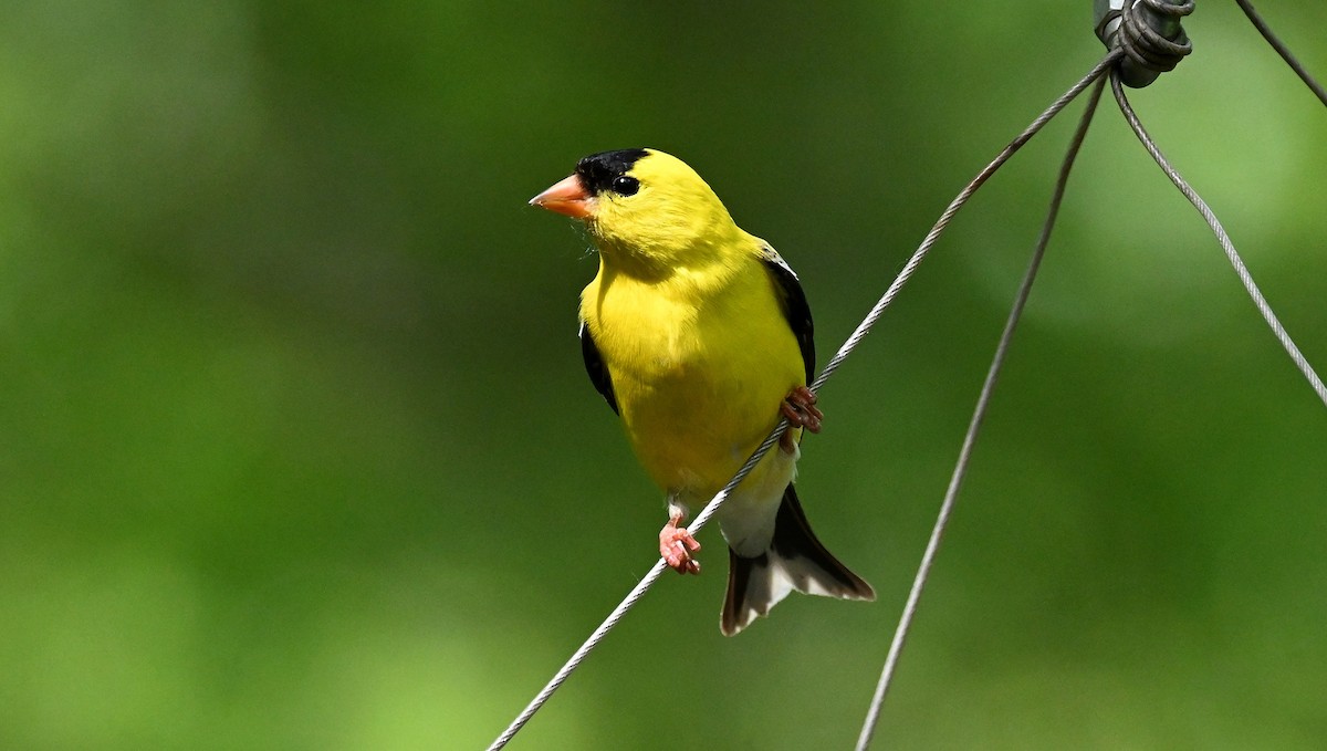 American Goldfinch - ML619579217