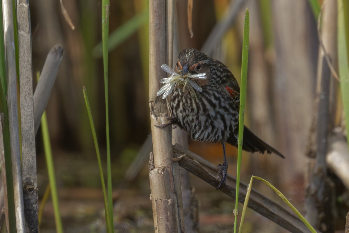 Red-winged Blackbird - Mario St-Gelais