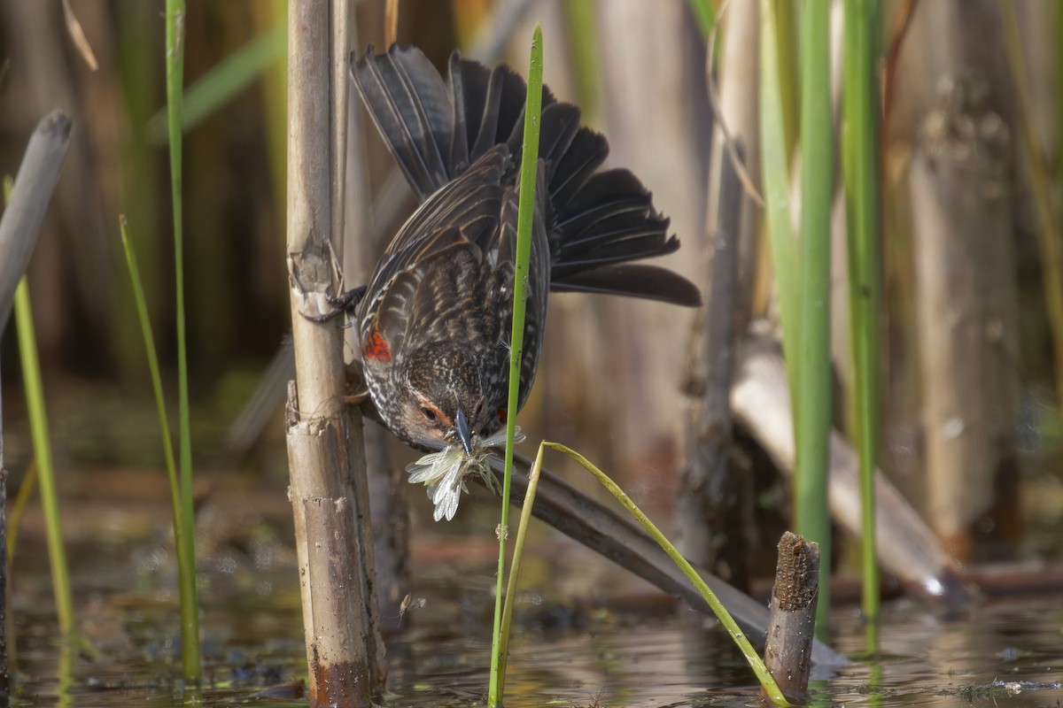 Red-winged Blackbird - Mario St-Gelais