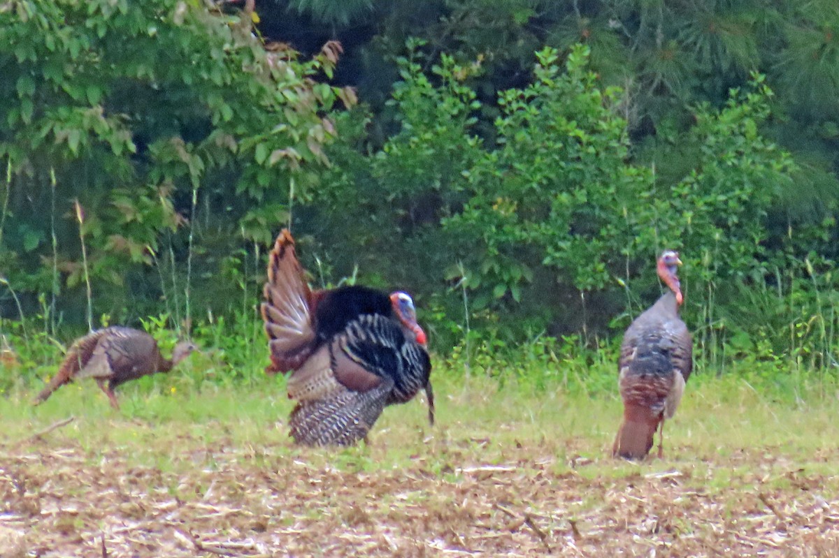 Wild Turkey - JoAnn Potter Riggle 🦤