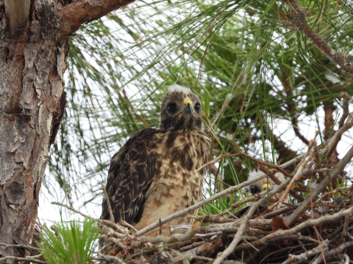 Red-shouldered Hawk - Amy Grimm