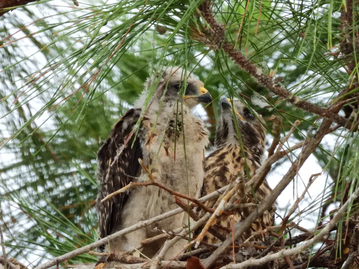 Red-shouldered Hawk - Amy Grimm