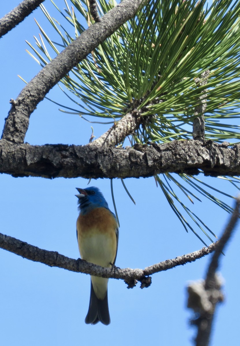 Lazuli Bunting - Rachael Glazner