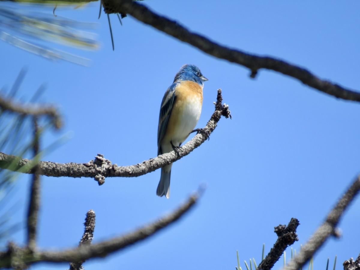 Lazuli Bunting - Rachael Glazner