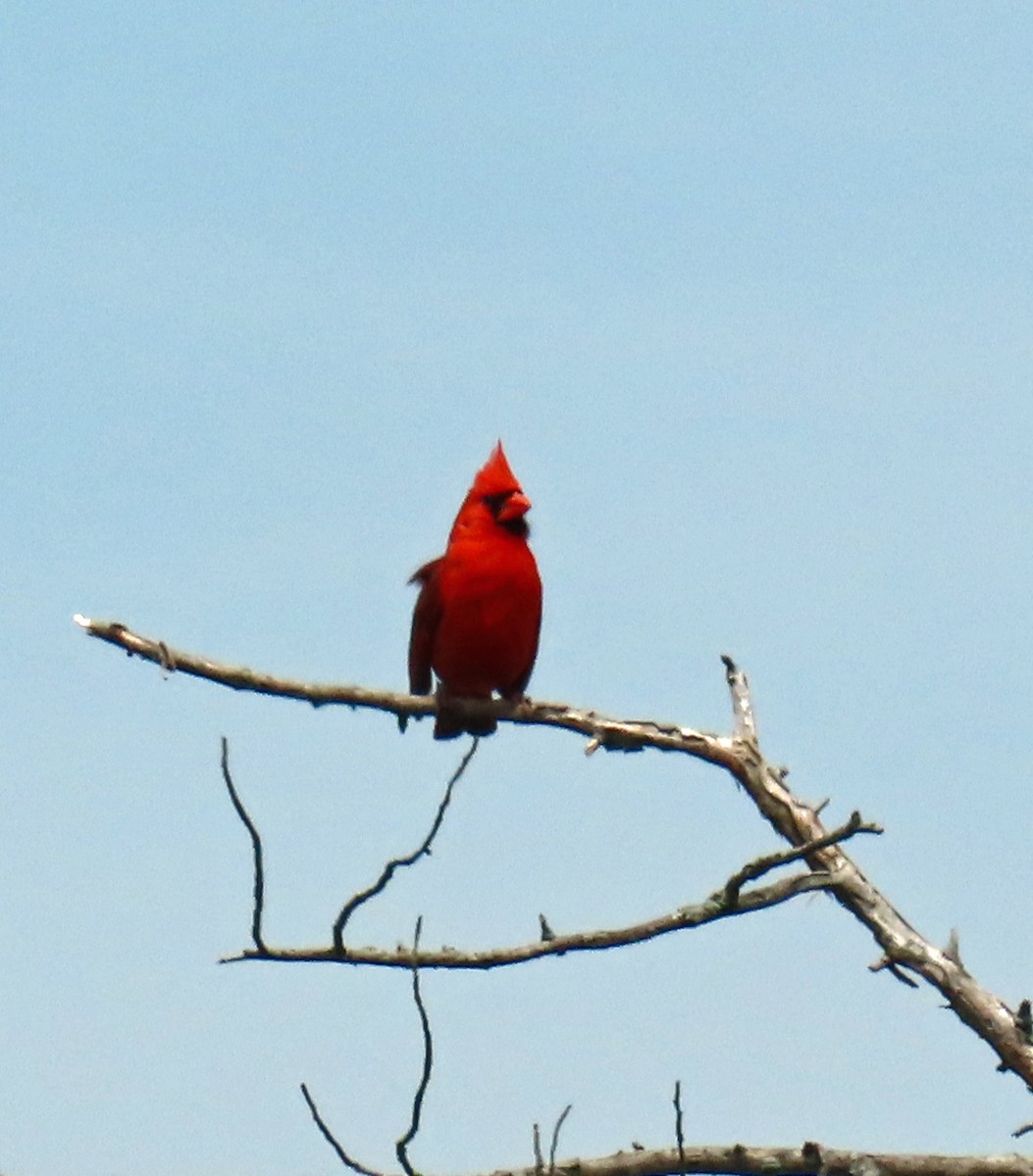 Northern Cardinal - JoAnn Potter Riggle 🦤