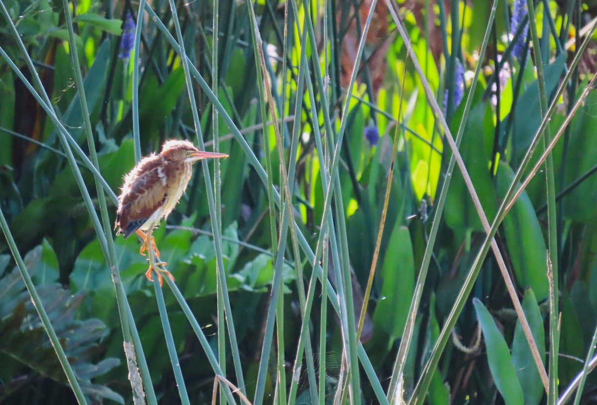 Least Bittern - Susan Young