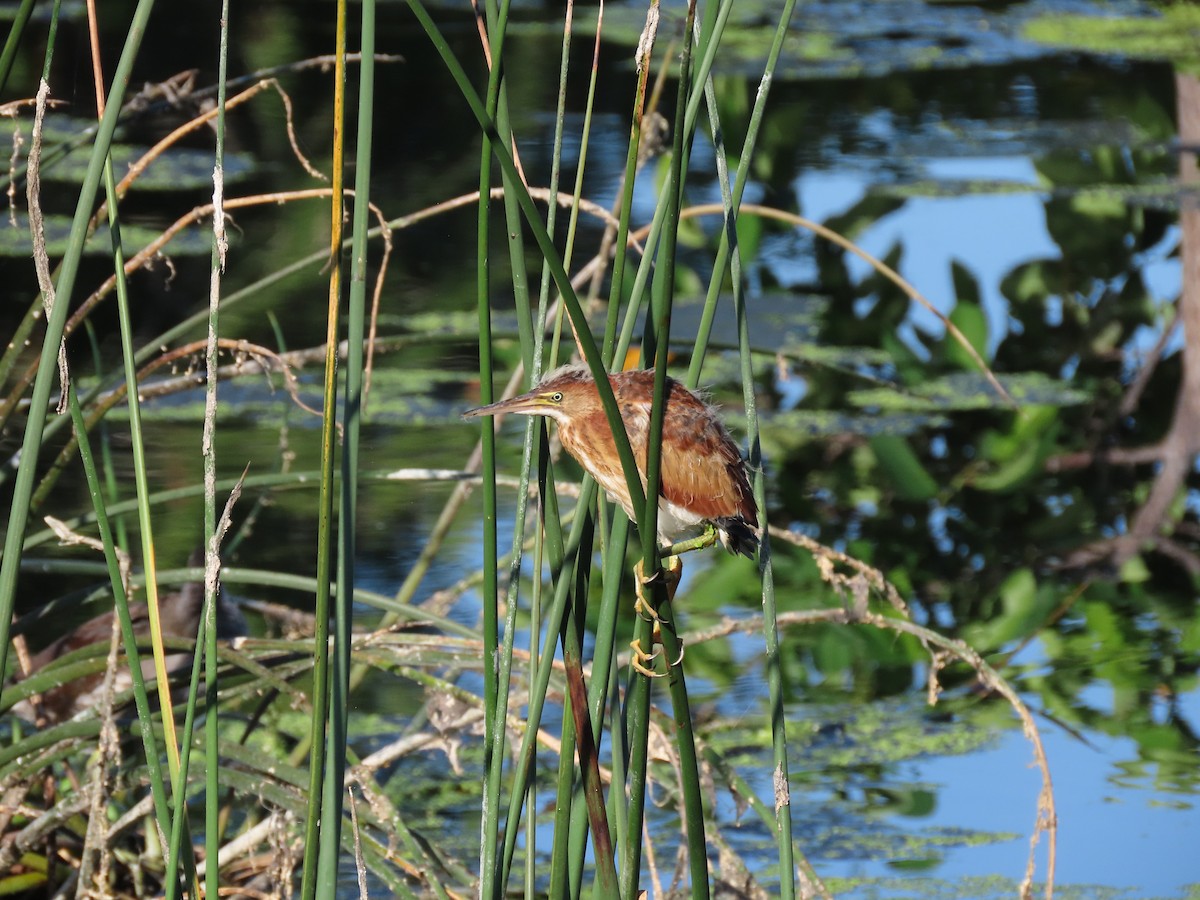 Least Bittern - Susan Young