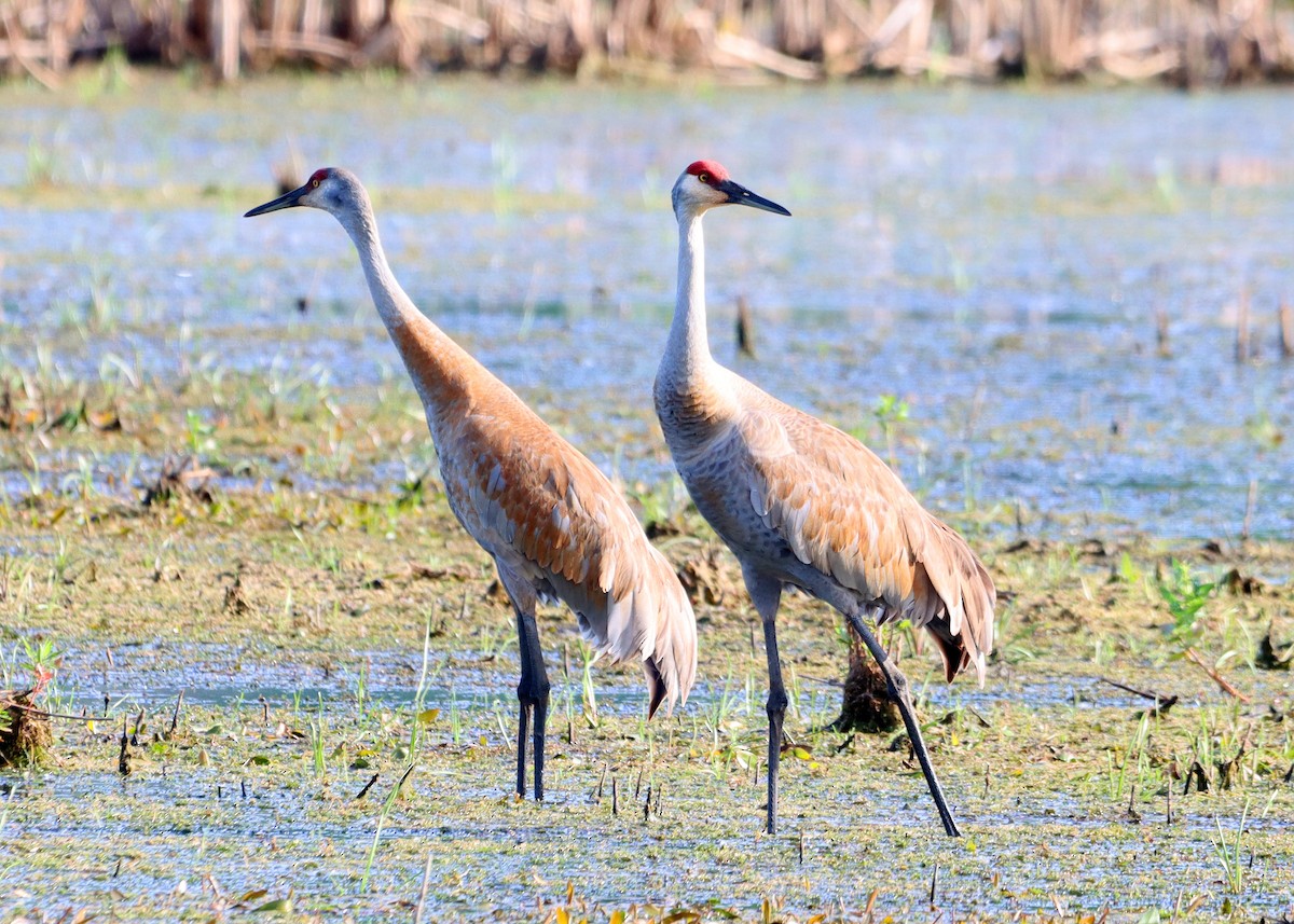 Sandhill Crane - ML619579248