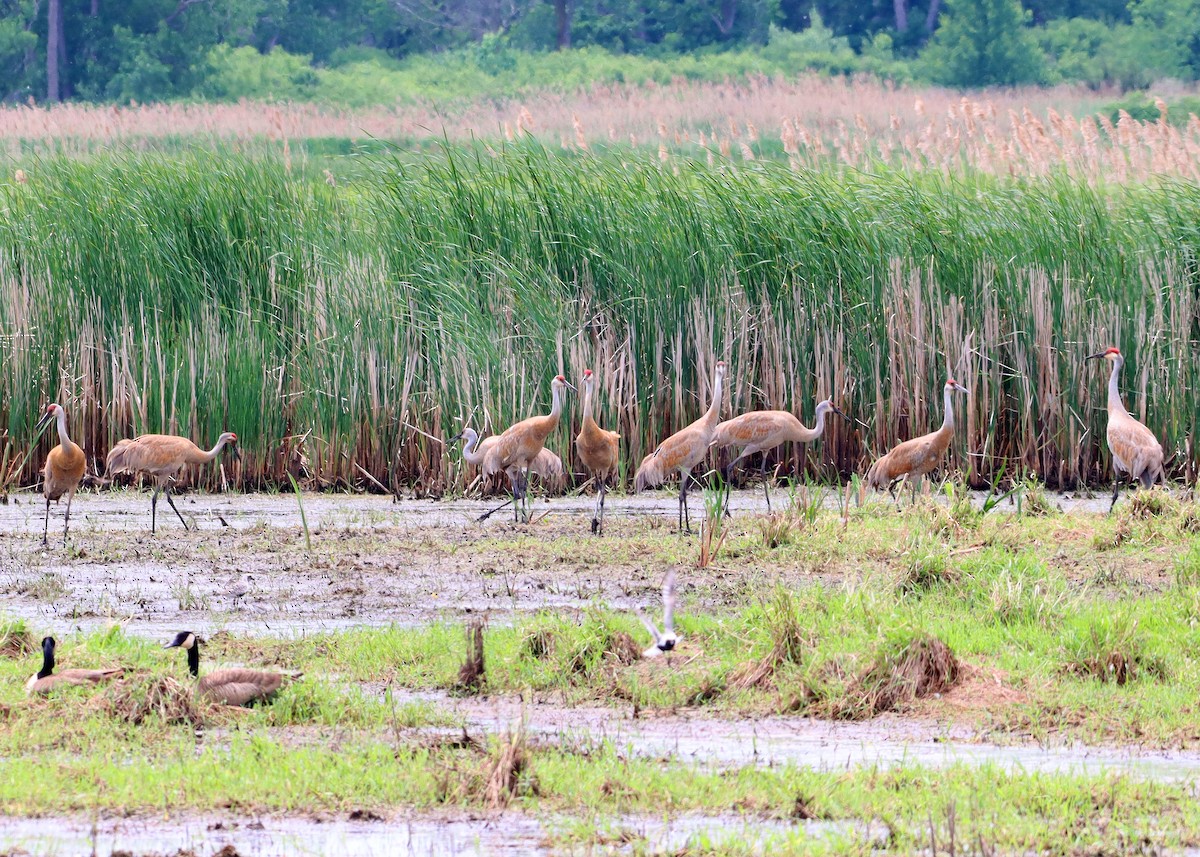 Sandhill Crane - ML619579249