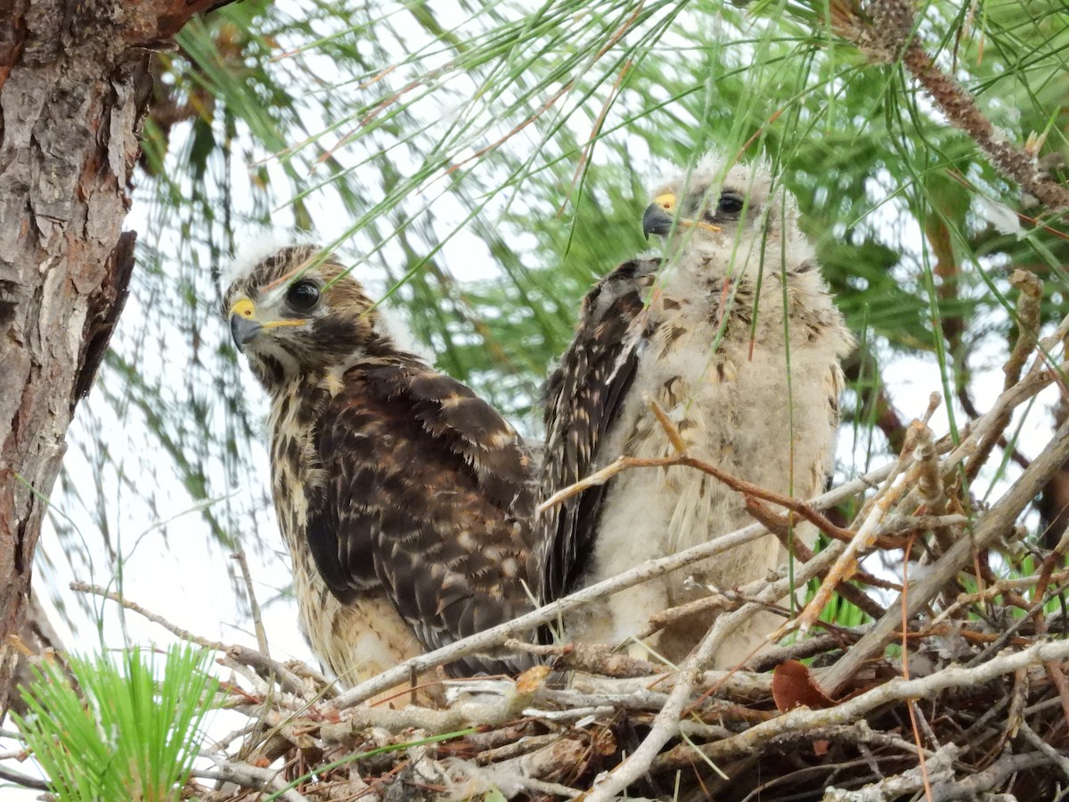 Red-shouldered Hawk - Amy Grimm