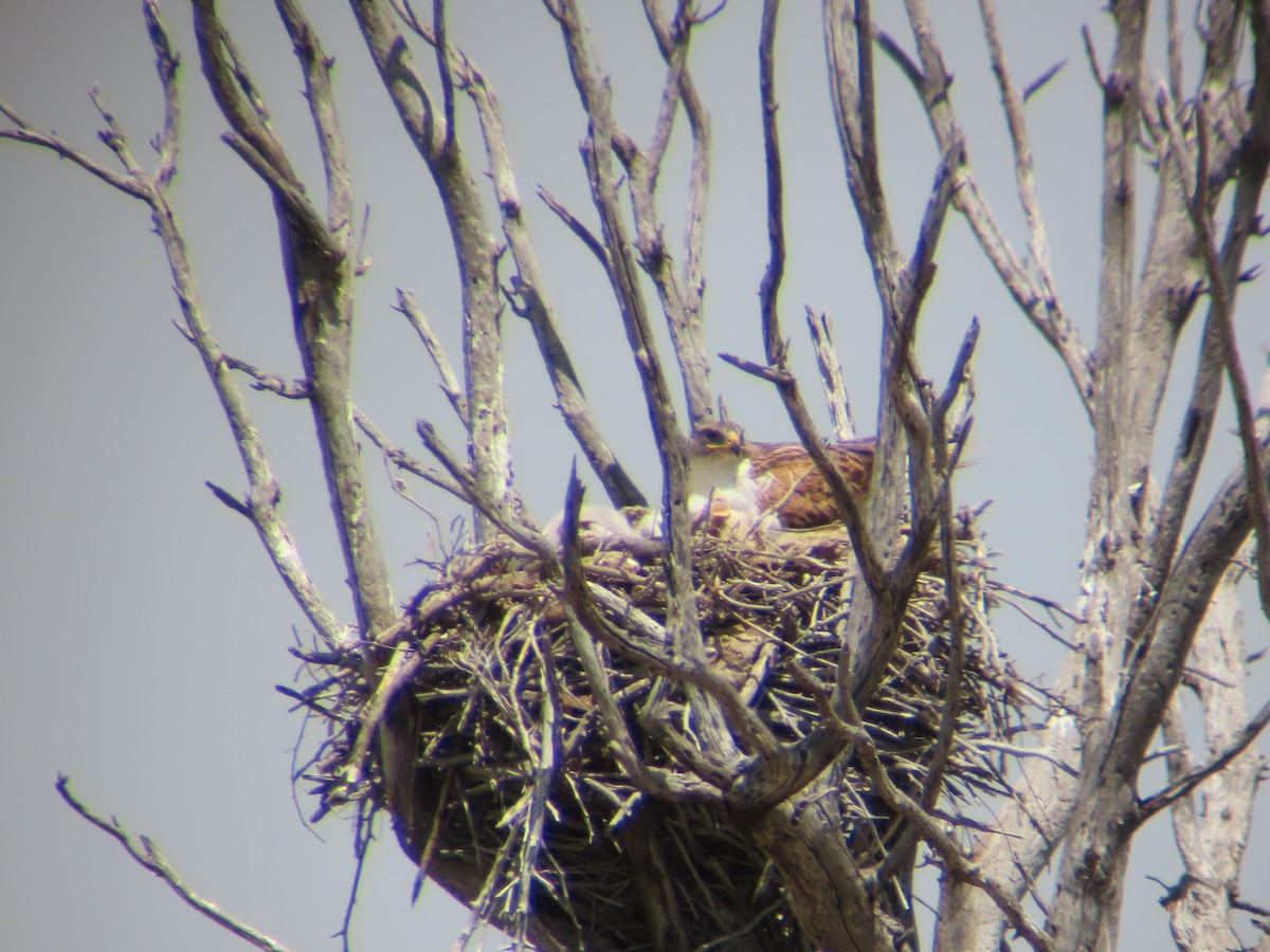 Ferruginous Hawk - Jamie Russell