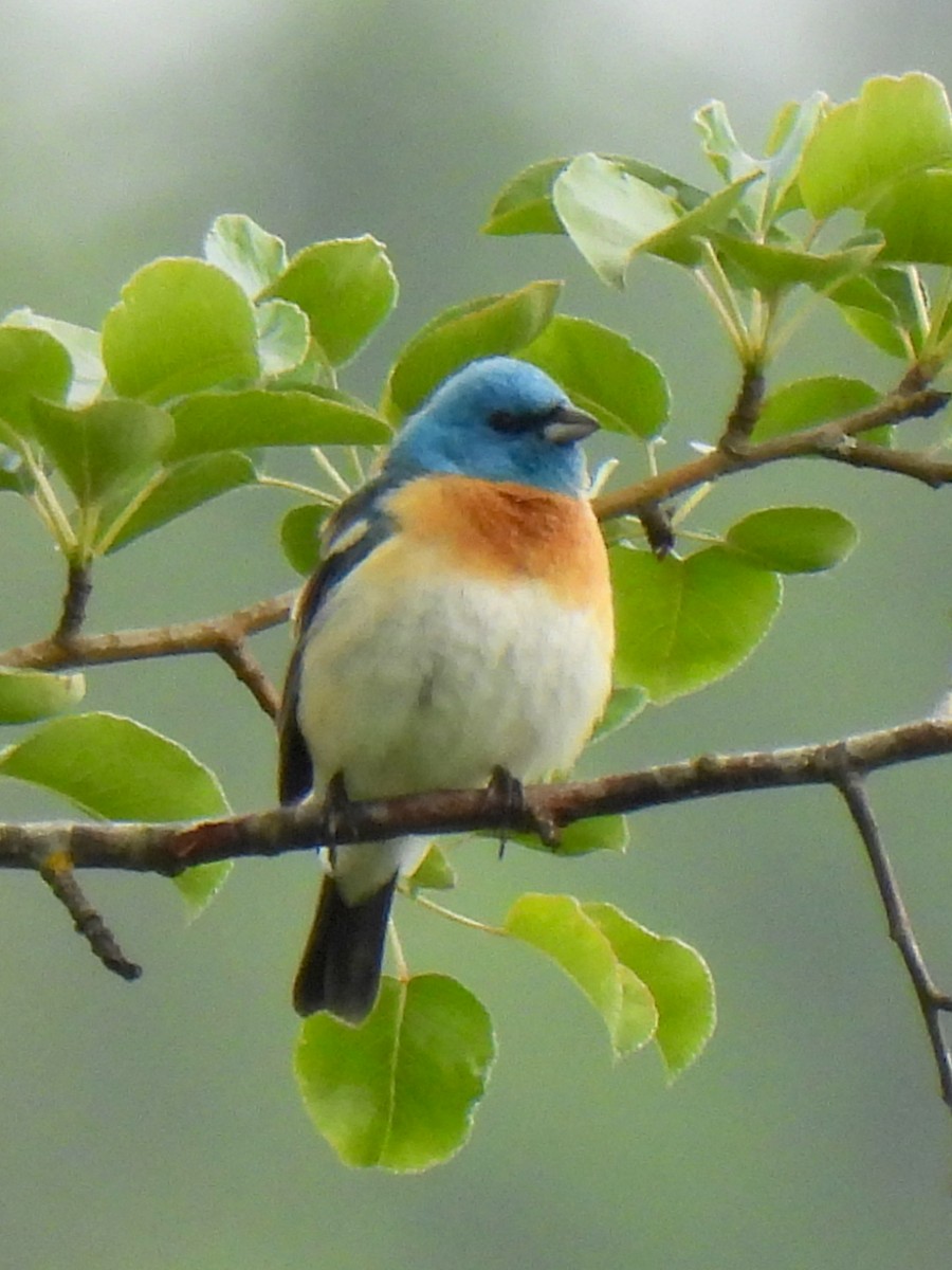 Lazuli Bunting - Dave Catterson