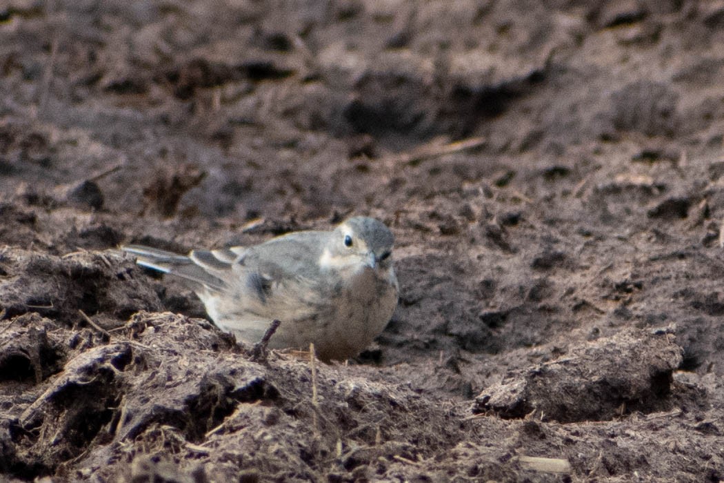 American Pipit - Andrea Heine