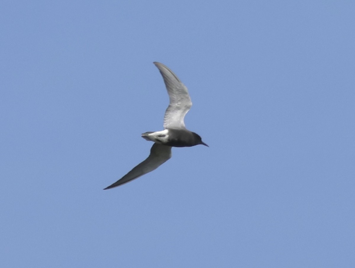 Black Tern - Charlie   Nims