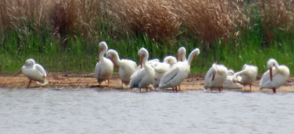 American White Pelican - ML619579265