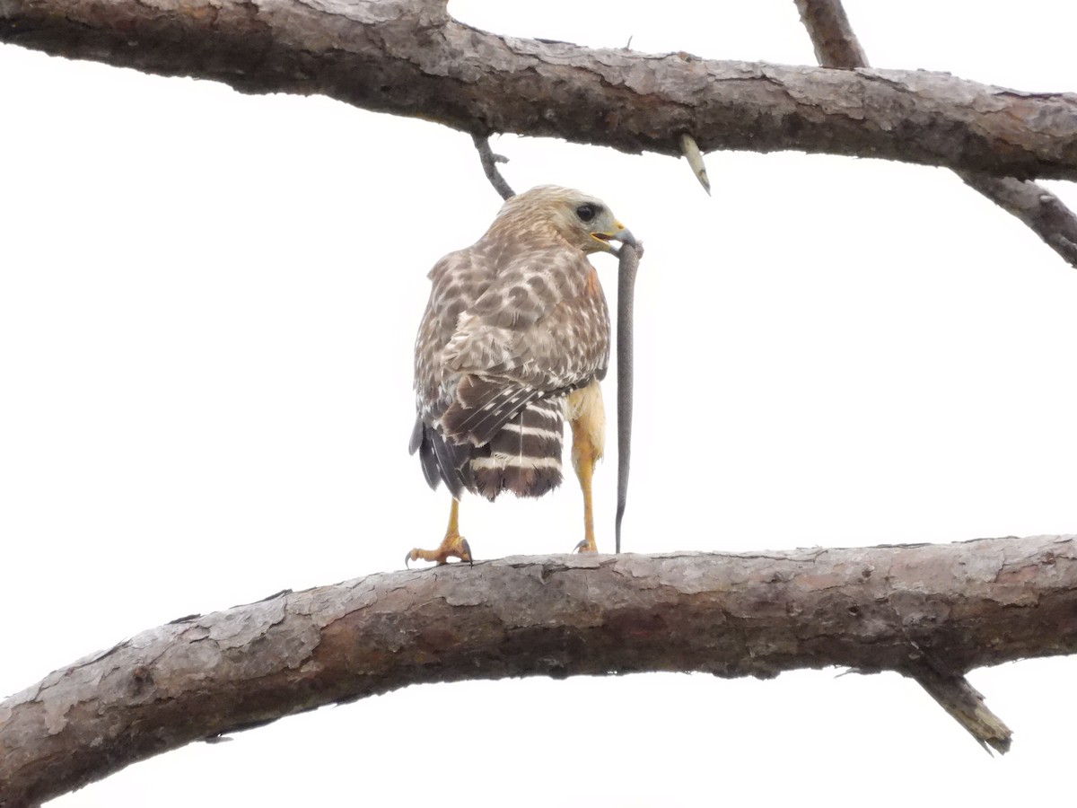 Red-shouldered Hawk - Amy Grimm