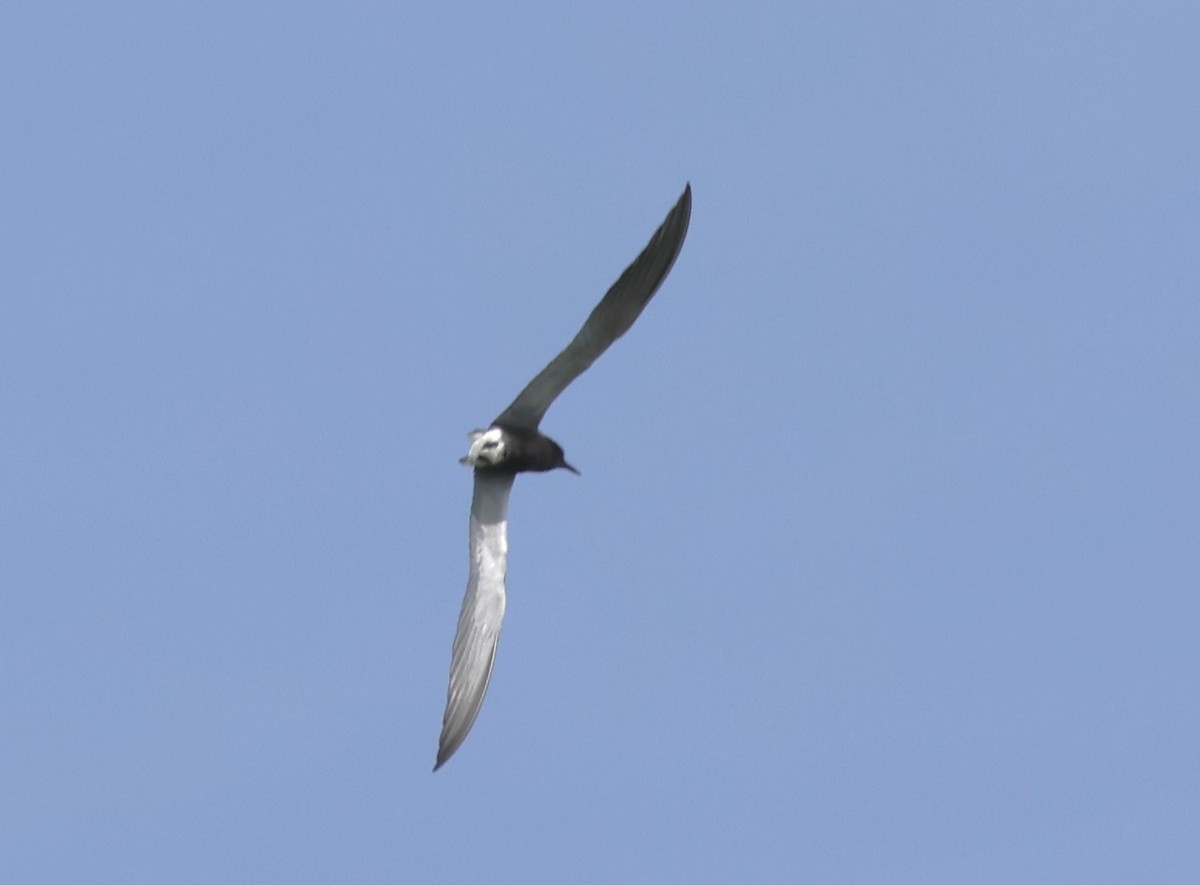 Black Tern - Charlie   Nims