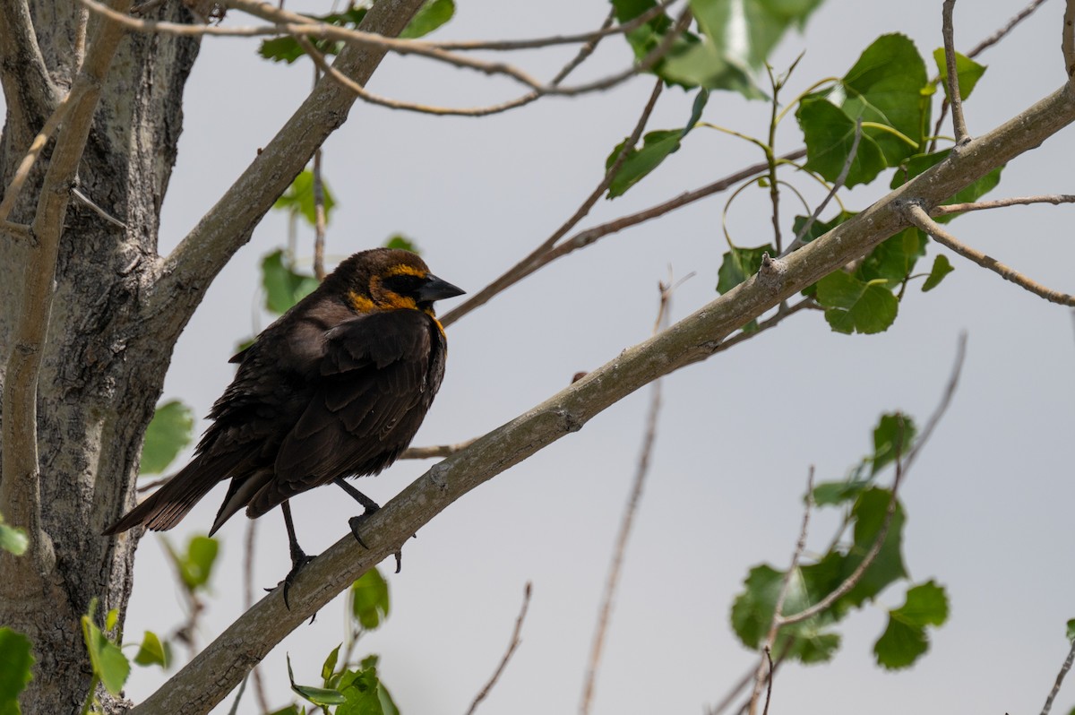 Yellow-headed Blackbird - Isaac Boardman