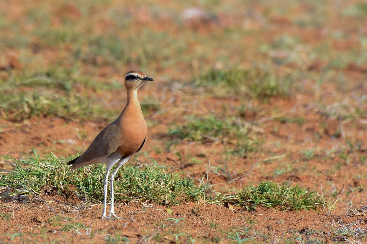 Indian Courser - ML619579270