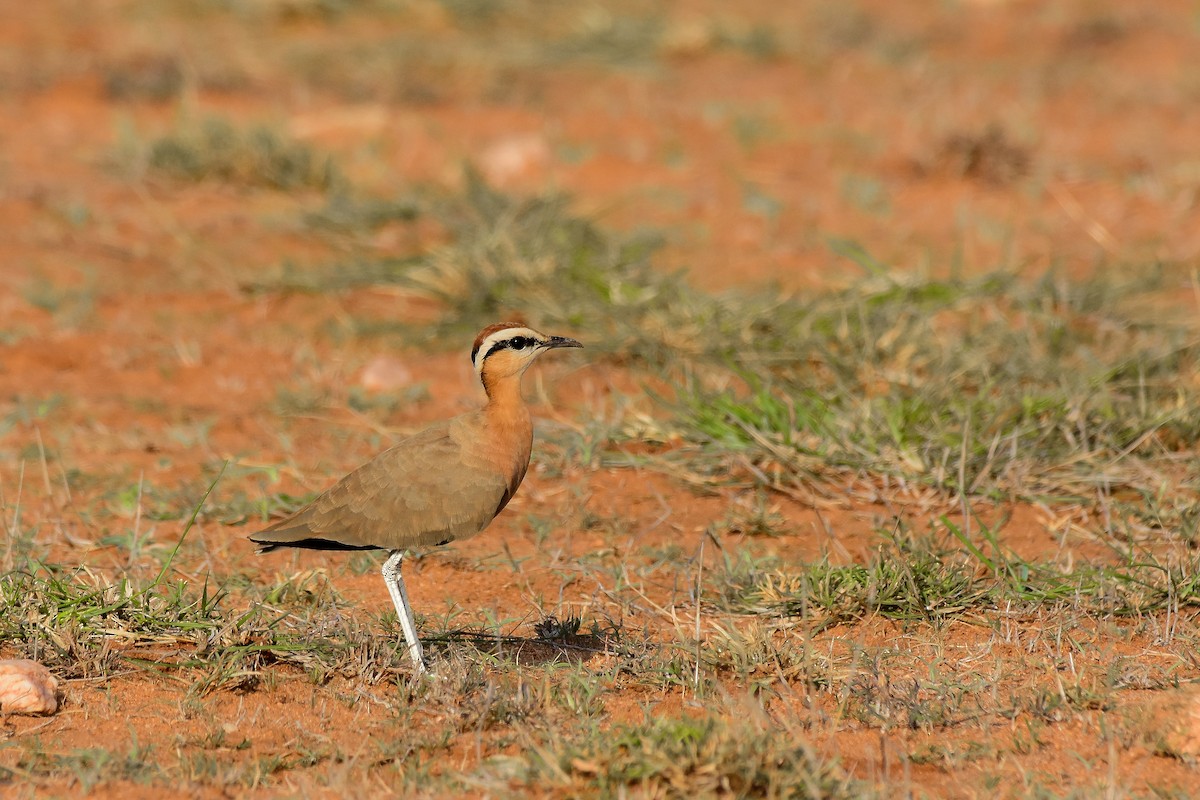 Indian Courser - ML619579277