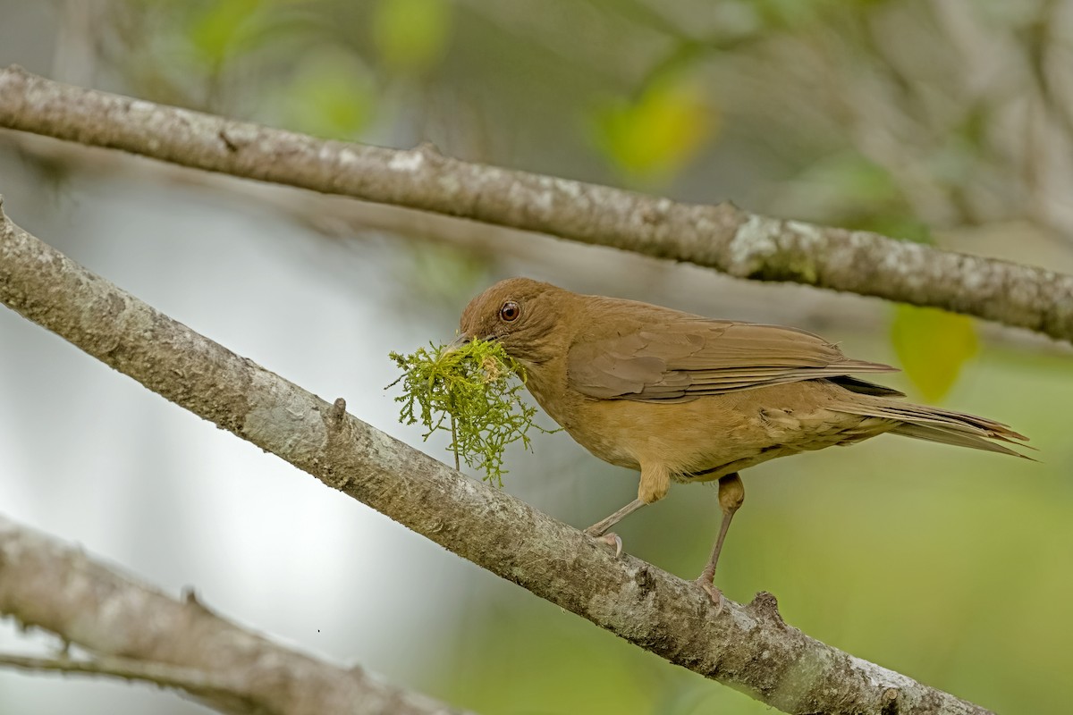 Clay-colored Thrush - Vic Hubbard