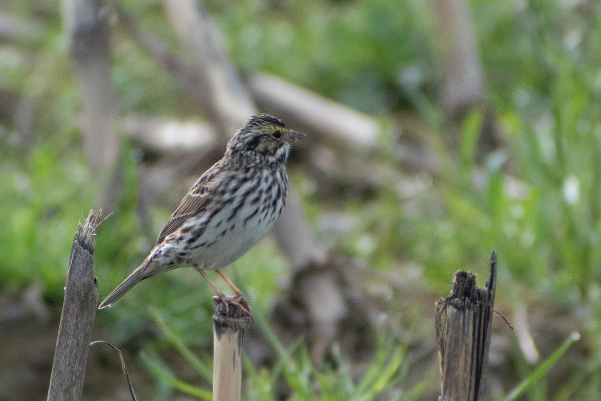 Savannah Sparrow - Andrea Heine