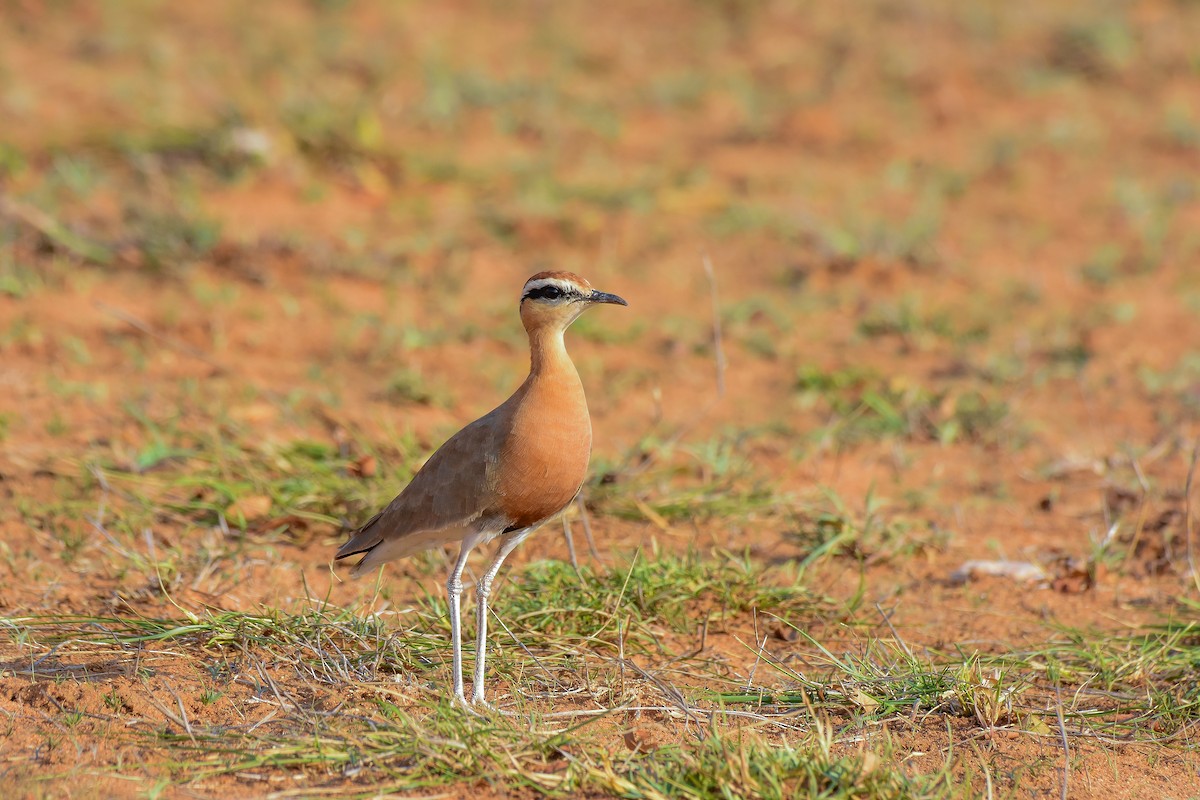 Indian Courser - ML619579291