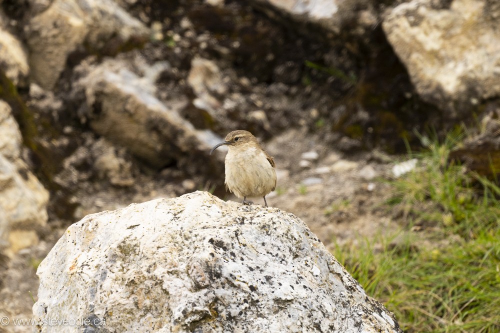 Buff-breasted Earthcreeper - ML619579292