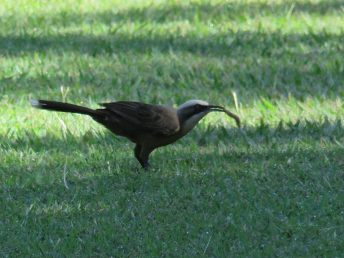 Gray-crowned Babbler - ML619579295