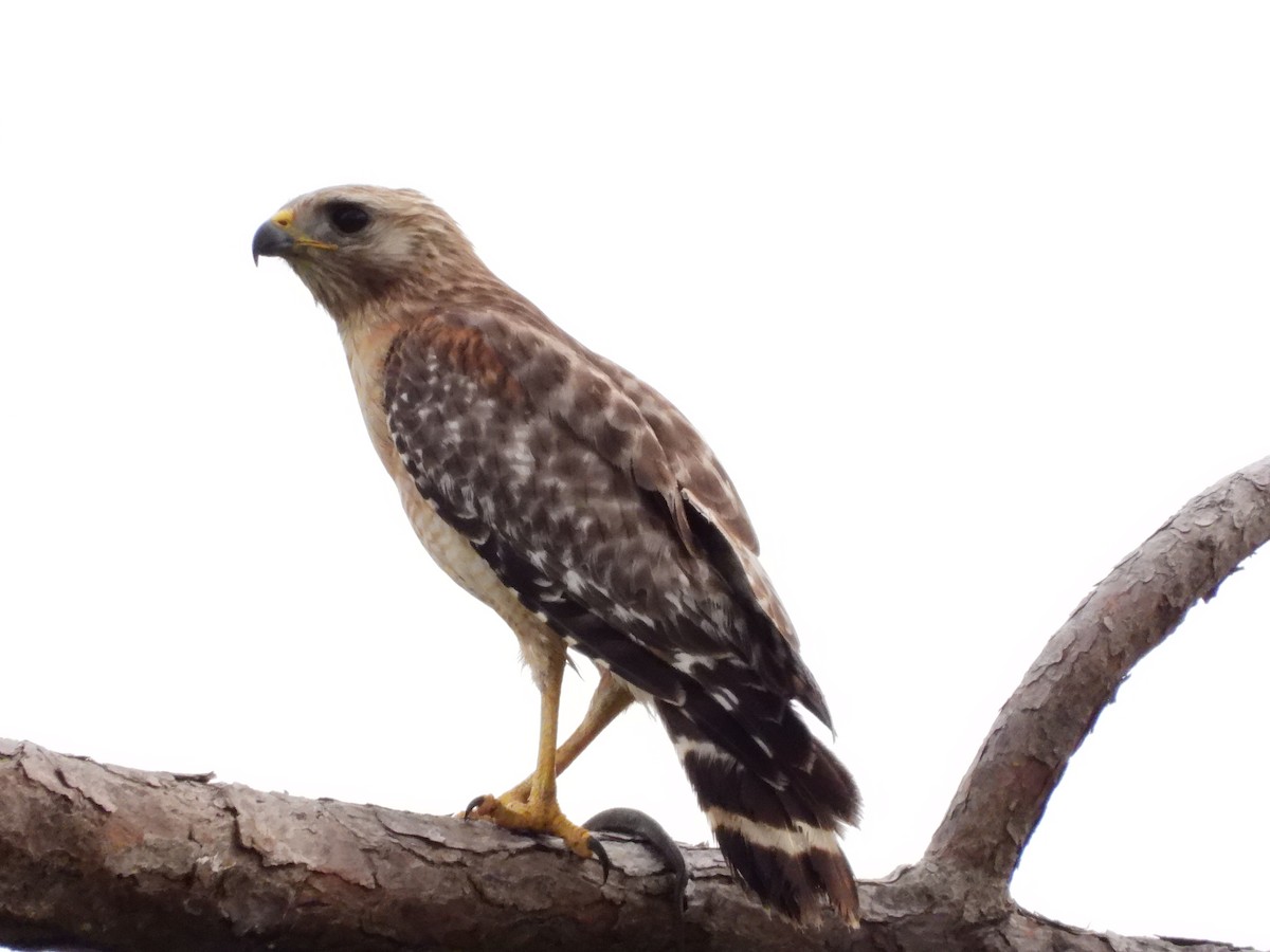 Red-shouldered Hawk - ML619579299