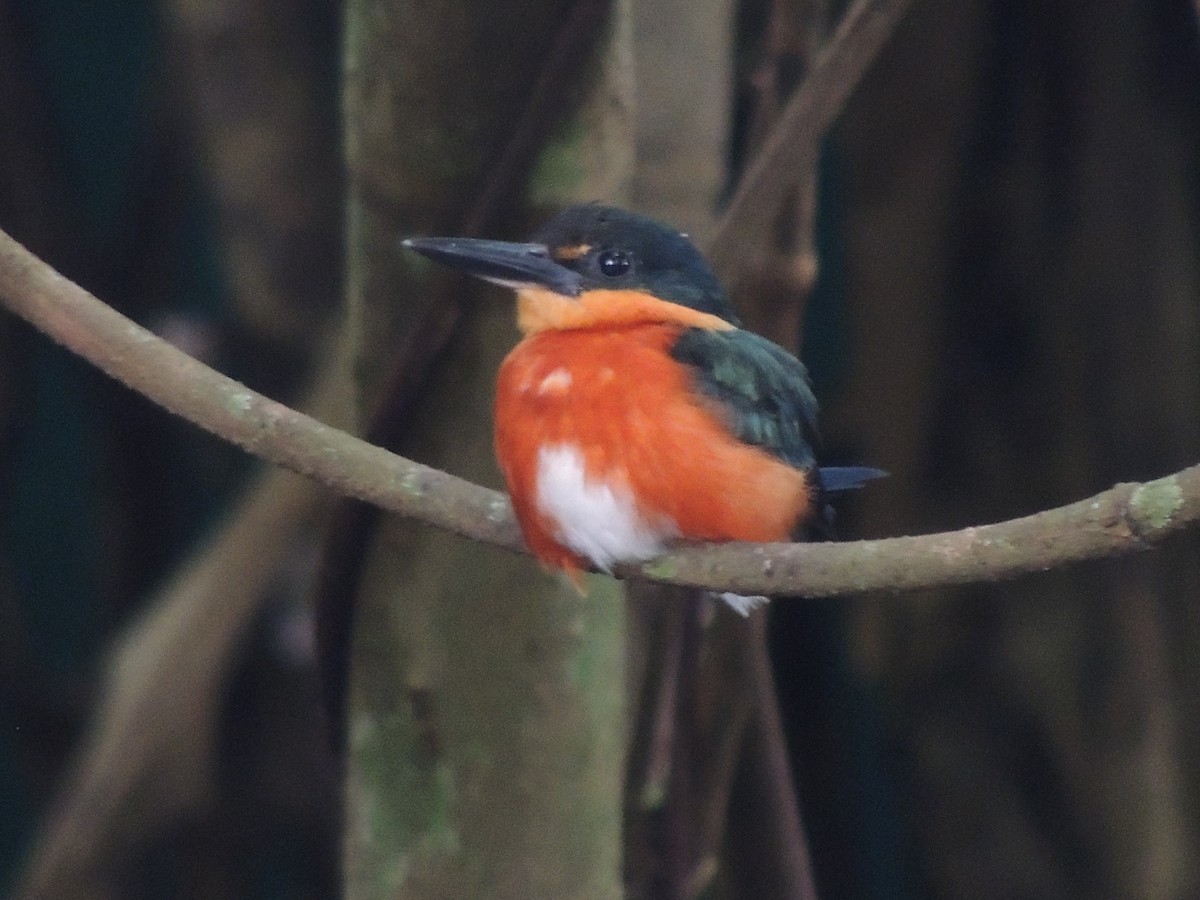 American Pygmy Kingfisher - Roger Lambert