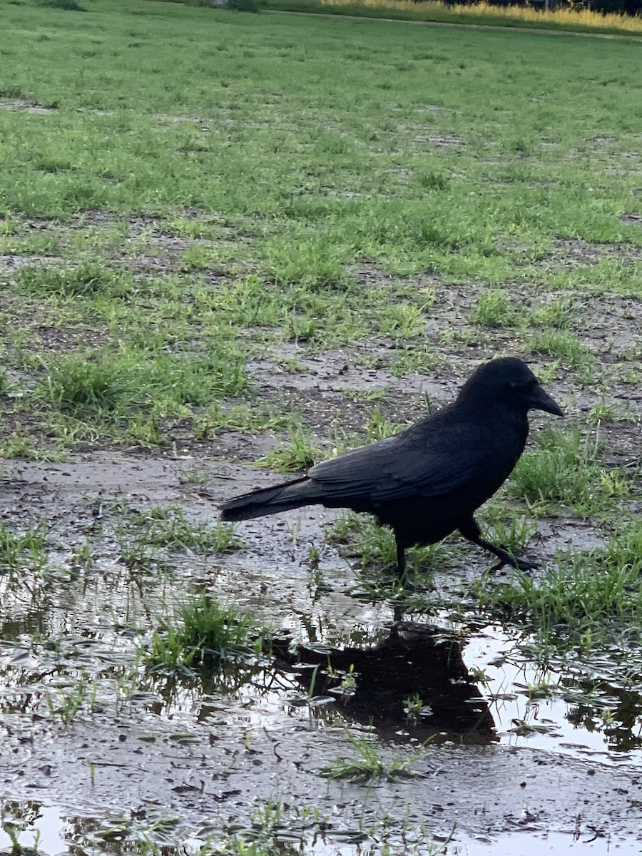 Carrion Crow - Danton Quandus