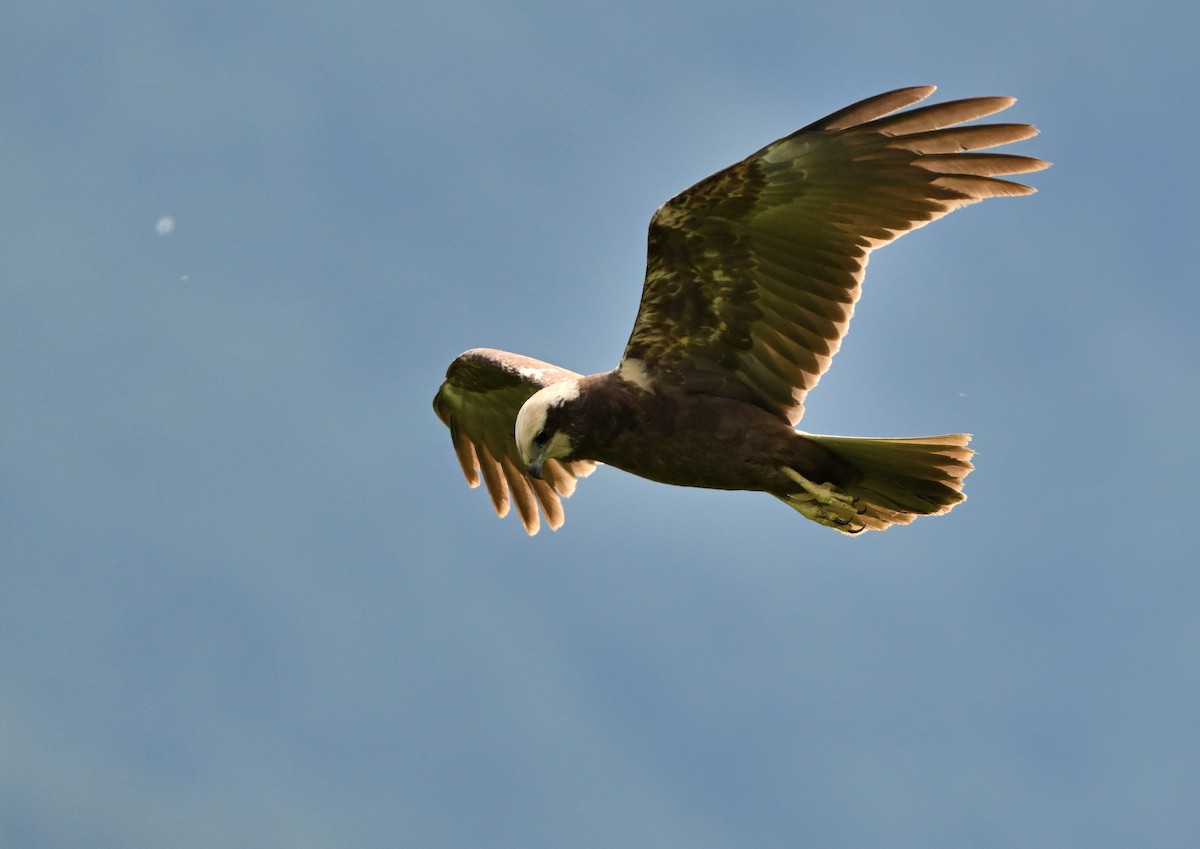 Western Marsh Harrier - ML619579305