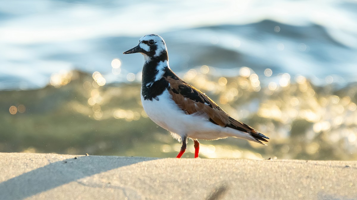 Ruddy Turnstone - Theresa Ray