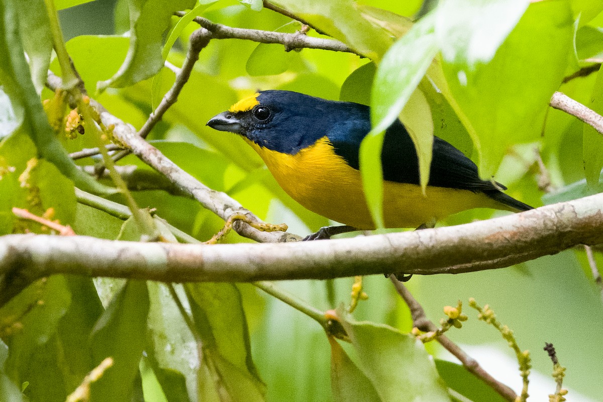 Yellow-throated Euphonia - Vic Hubbard