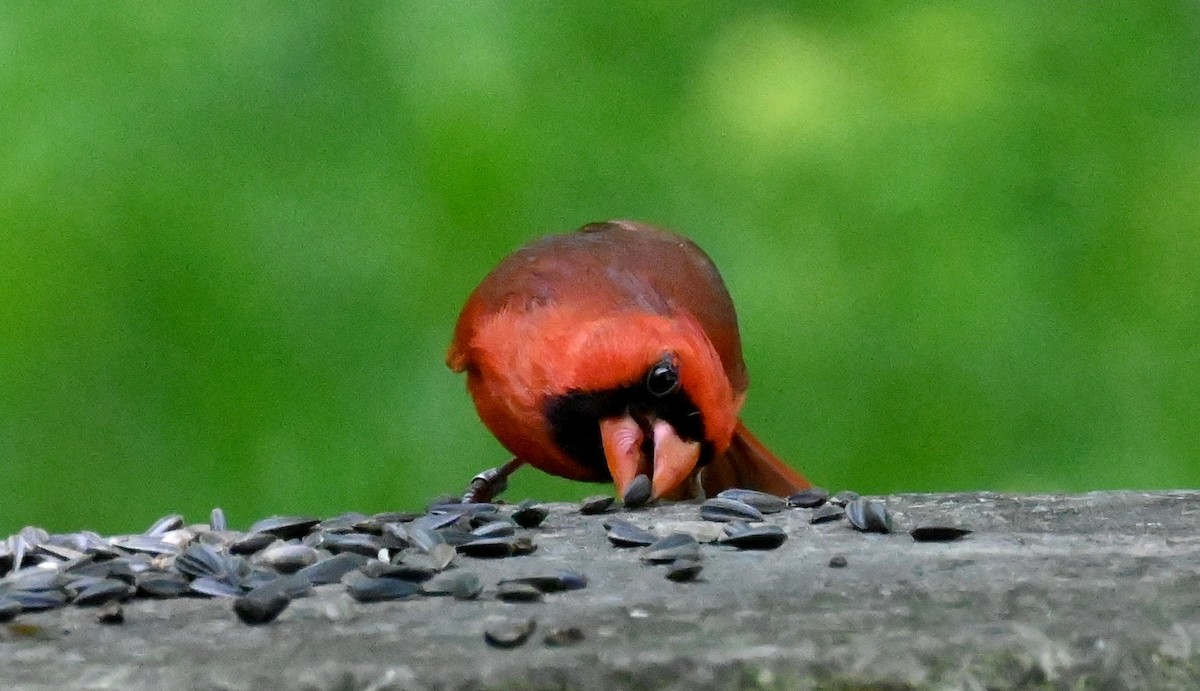 Northern Cardinal - Tim Saylor