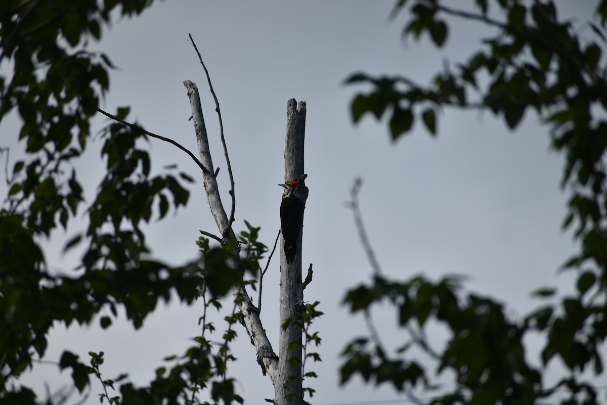 Pileated Woodpecker - Marlene Deschenes