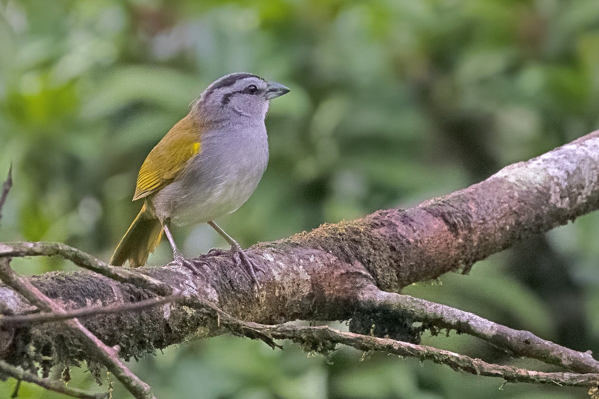 Black-striped Sparrow - ML619579320