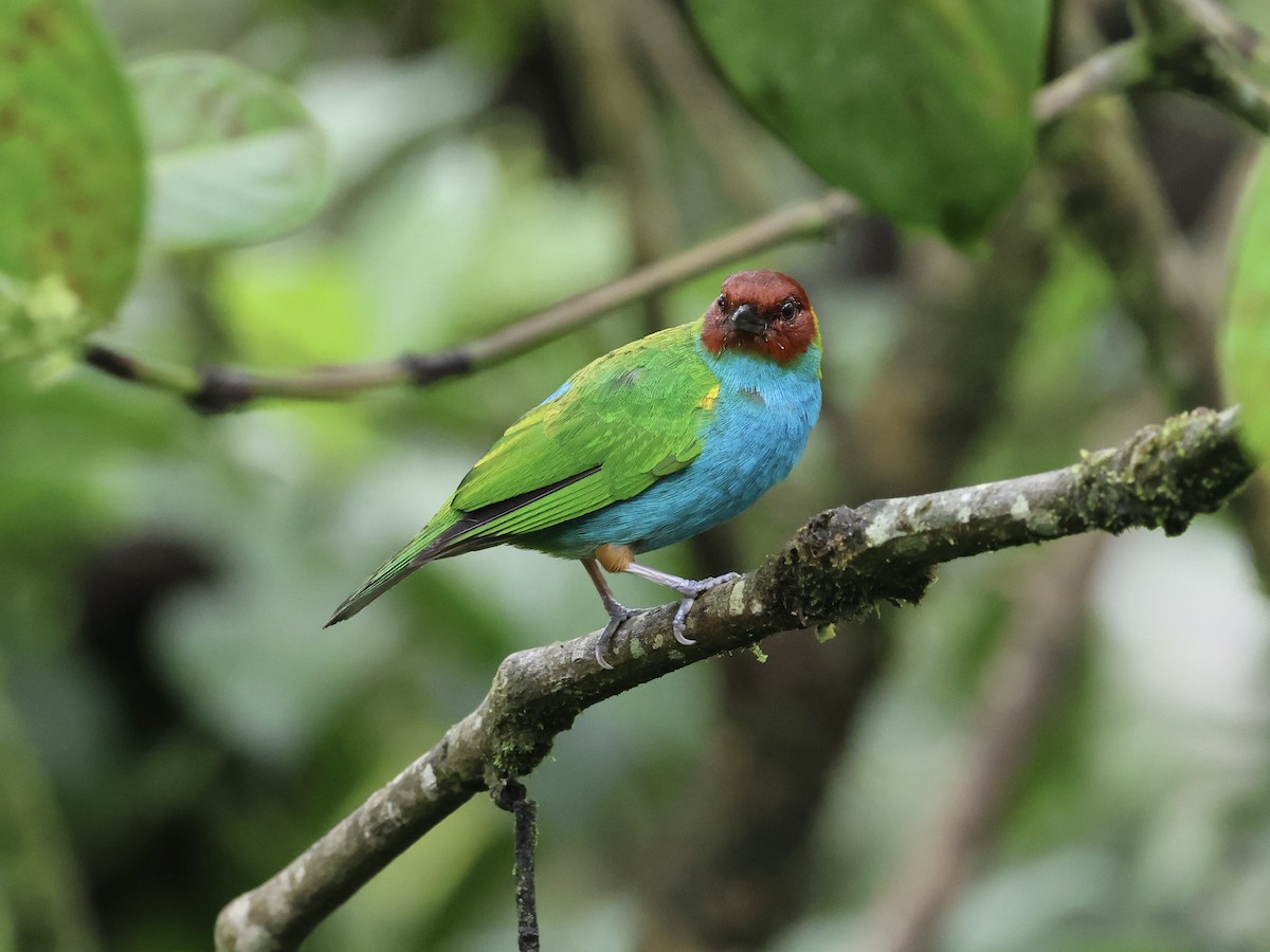 Bay-headed Tanager - Amy Bishop & Doug Booher