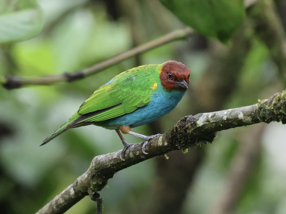 Bay-headed Tanager - Amy Bishop & Doug Booher